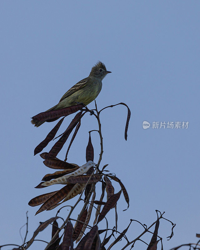 黄腹Elaenia, Elaenia flavogaster，多巴哥